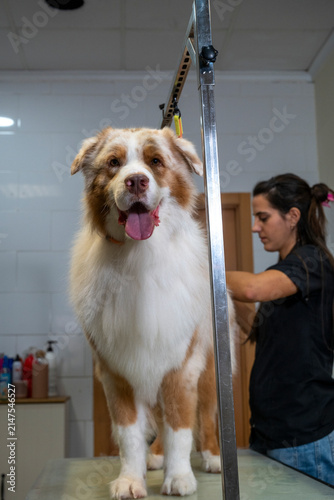 Australian shepherd dog receiving professional grooming services at a pet salon, woman groomer caring for its fur