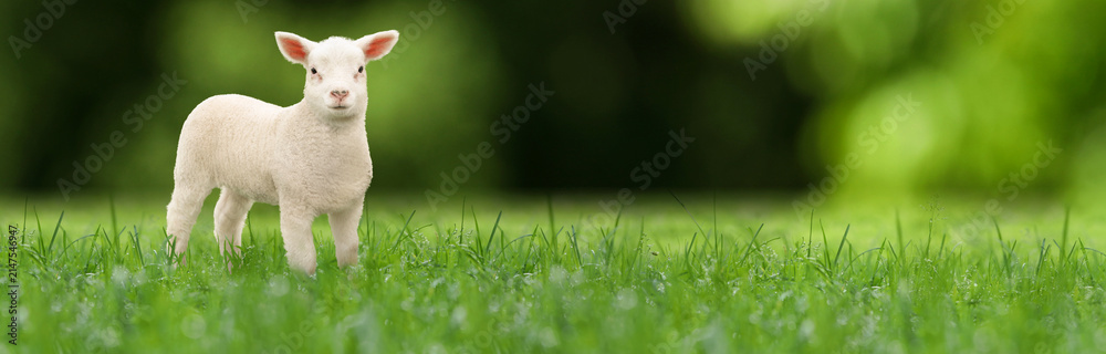 Fototapeta premium Cute lamb on green grass, banner design. Baby animals