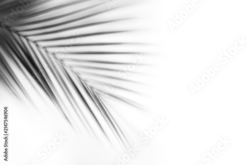 Shadow of tropical leaf on transparent background, png