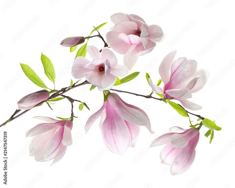 Obraz premium Magnolia plant branch with beautiful flowers on transparent background
