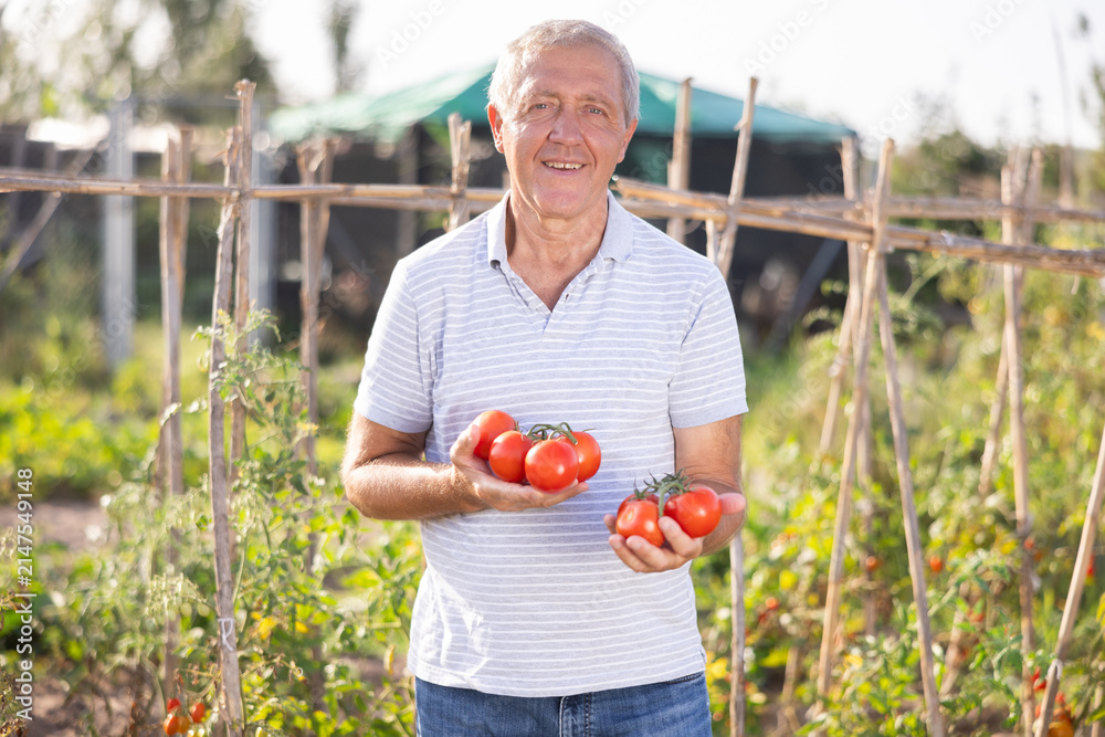 Obraz premium Concept of active hobby, cultivation and gardening in rural area. Senior man is working in garden between beds, picking ripe red tomatoes from branches, and holding lot of red fruits in hands.