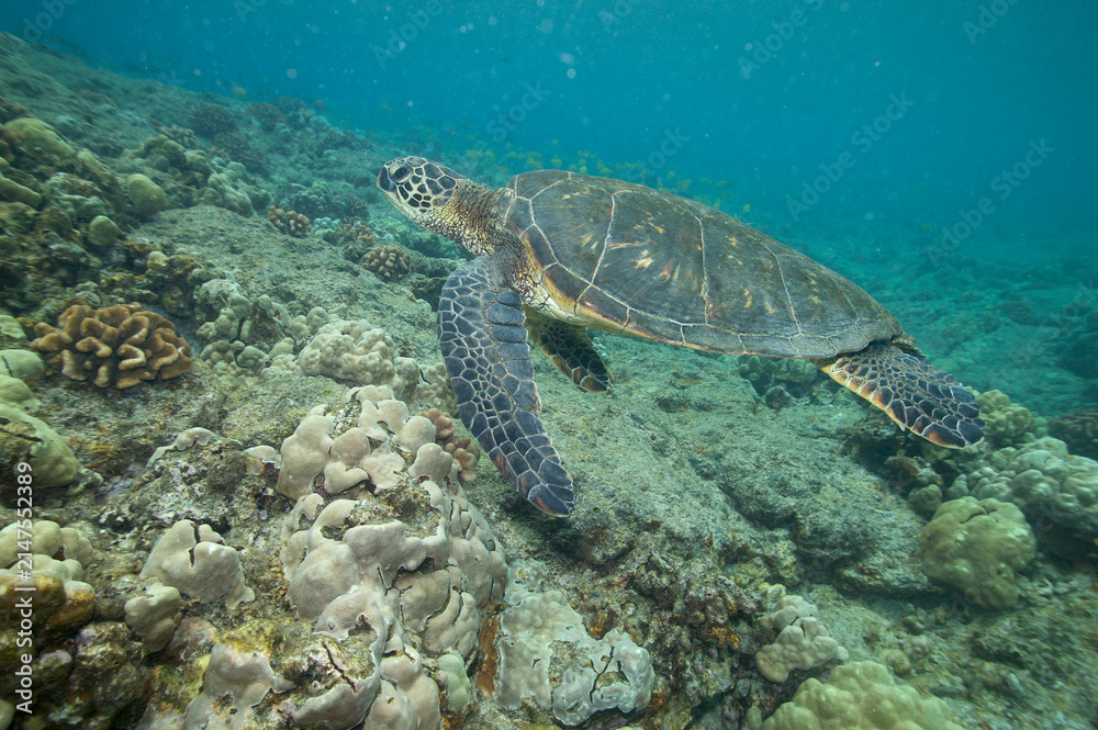 Obraz premium Green sea turtle swimming underwater near Hawaii