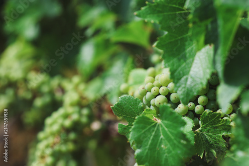 Close‑up detail of Chardonnay grapes ripening in Burgundy, France, showcasing wine culture, agriculture, summer growth, and natural vineyard beauty.