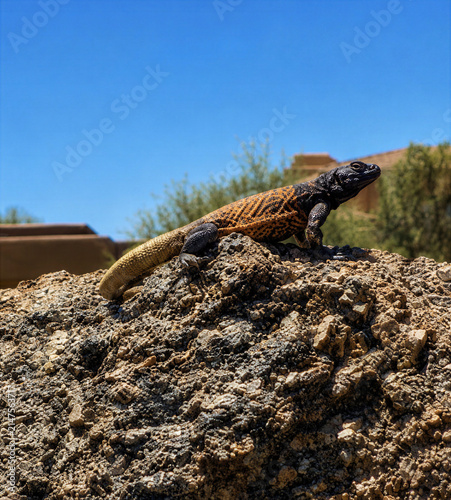 Desert lizard basking on a sunlit rock at a golf course in Arizona, showcasing native wildlife adapted to the hot and arid Sonoran Desert environment.
