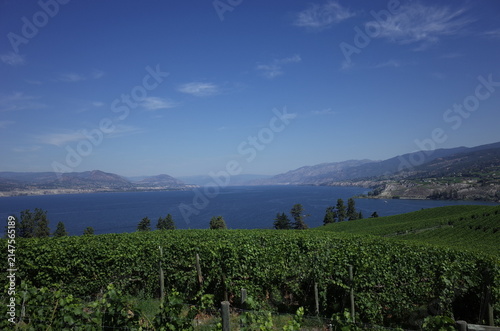 Cuadro en lienzo Okanagan Vineyard
