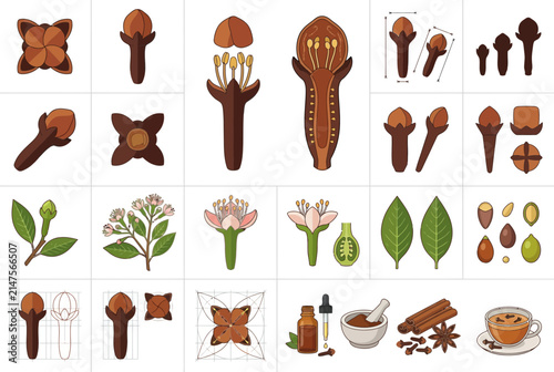 Botanical diagrams of cloves and clove trees