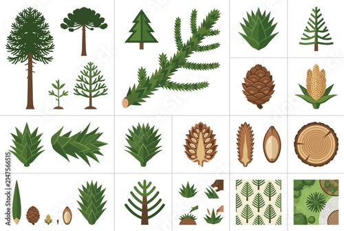Pine branch, cone, and evergreen tree botanical collection.