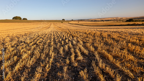 Stubble field landscape.After harvest. Distant view of the Ridgeway path and Milk hill, Wiltshire.
