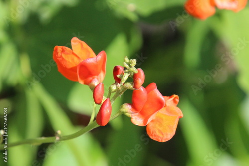 Beans In Bloom