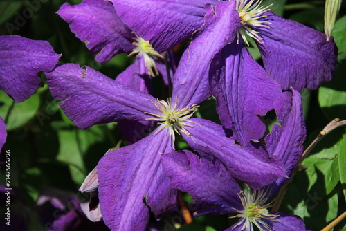 purple flowers in the garden