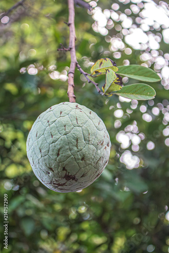 Принти на полотні La anona está creciendo en el árbol