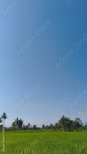 Cuadro en lienzo Vibrant green rice field under vast clear blue sky with tropical palm trees on t