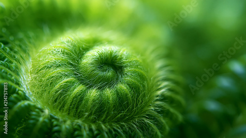 Macro Close Up of Unfurling Green Fern Frond