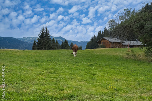Les Gets in Haute-Savoie, cows grazing in the summer, in the mountains 
