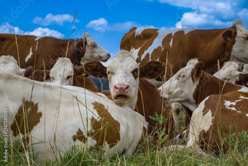 Les Gets in Haute-Savoie, cows grazing in the summer, in the mountains 
