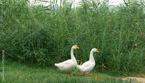Two white domestic geese walking on green grass