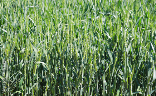 Green wheat ears growing in farm field under sunlight
