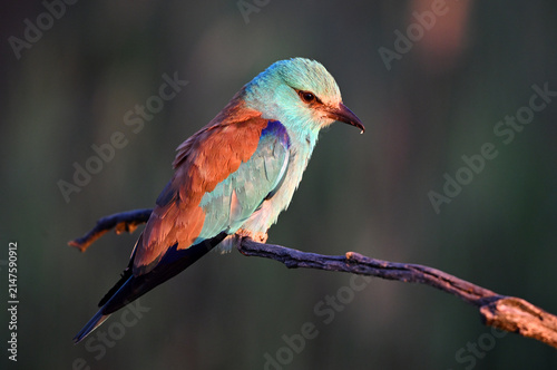 Bild auf Leinwand a beautiful european blue roller in the wild