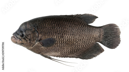 Giant Gourami fish isolated on transparent background. Raw, fresh whole fish.