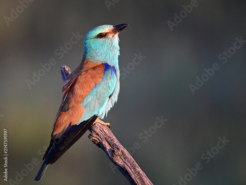 фотографія a beautiful european blue roller in the wild
