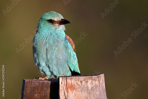 Obraz na płótnie a european roller with beautiful blue colors