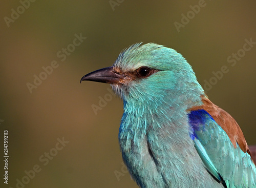 Obraz na płótnie a beautiful european blue roller in the wild