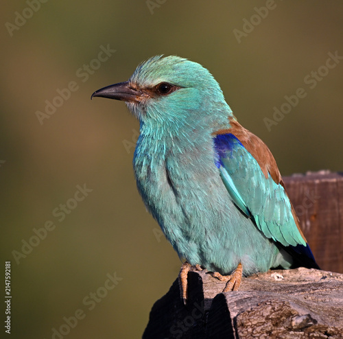 Фотография a european roller with beautiful blue colors