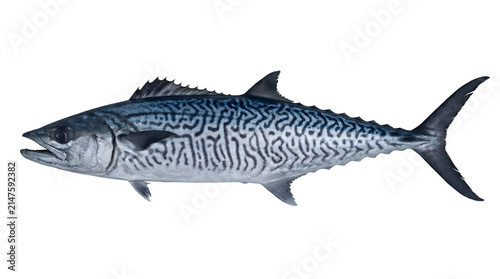Fresh Spanish Mackerel fish, isolated on transparent background, side view.