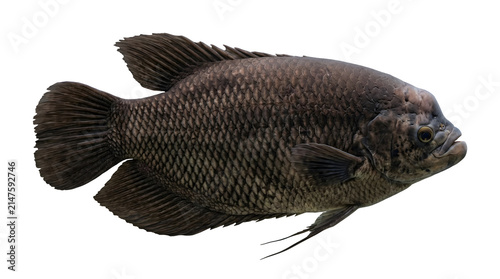 Large freshwater Giant Gourami fish with dark scales, isolated on a transparent background.
