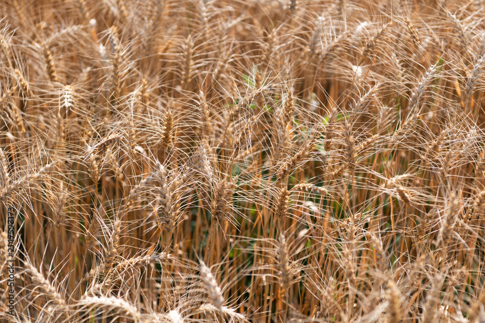 Obraz premium Crop field. Seed ripe nature background. Golden crop and ear of wheat. Farmland with field of rye in summer. Agriculture wheat field. Field on an agriculture farm. Farming