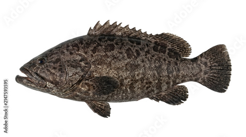 Isolated black grouper fish with dark mottled skin on a transparent background, side view.