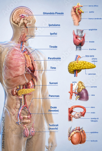 AI generated detailed human endocrine anatomy chart labeled glands organs reproductive system for medical education healthcare science biology reference