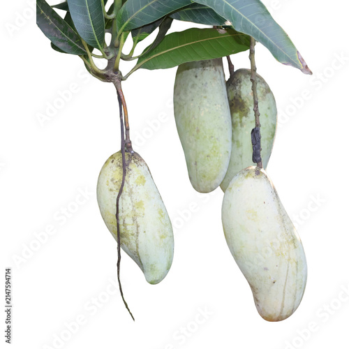 Unripe green mangoes hanging from a tree branch with leaves during daytime natural lighting
