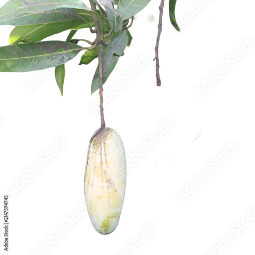 Unripe mango fruit hanging on a branch with green leaves during daytime