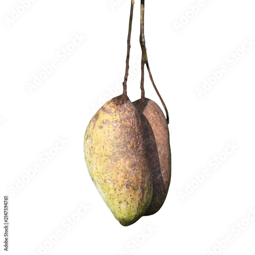 Unripe Mangoes hanging from branch during sunny day with natural light and selective focus