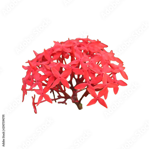 Vibrant Ixora flower cluster in soft natural light against a bright setting symbolizing tropical beauty and vitality