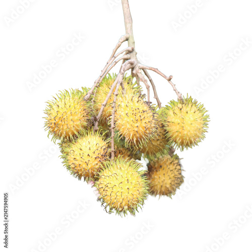 Young rambutan fruit cluster with spiky rind during natural daylight with selective focus for healthy eating concepts