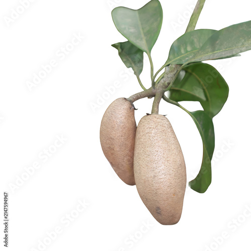 Two Sapodilla fruits hanging on a branch with green leaves during daylight with a shallow depth of field