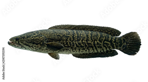 Isolated predatory freshwater fish with intricate camouflage pattern on transparent background.