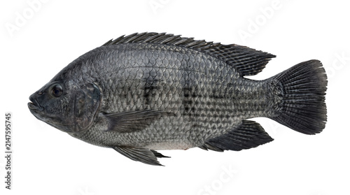Isolated Tilapia fish with no background, a freshwater Cichlid often farmed for food.