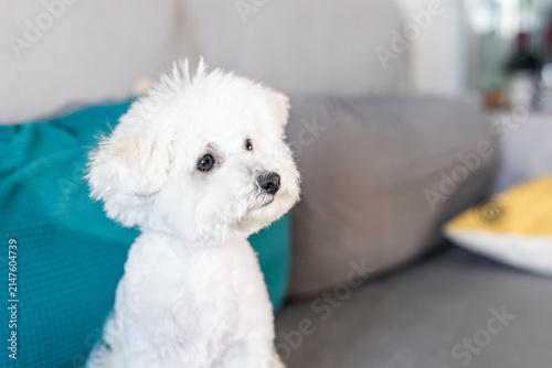 Konstfotografi White bichon frise dog sitting on sofa gazing forward with focused expression
