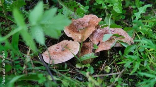 Fungi cluster of brown mushrooms growing on forest floor surrounded by green grass and leaves, showcasing gradual visibility and detail in natural habitat