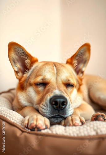 Cute sleeping dog in a cozy...