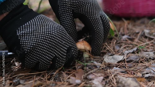 Gloved hand carefully harvesting mushrooms from forest floor, surrounded by pine needles, leaves, and a woven basket in the background, showcasing the foraging process