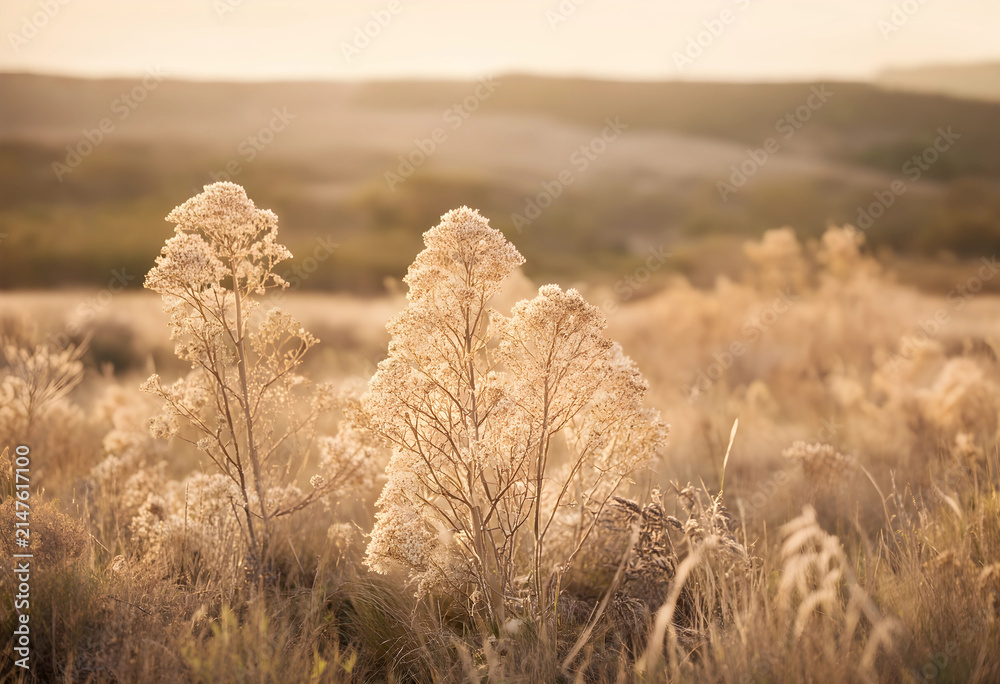 Obraz premium Dry golden field plants and tall grass illuminated by warm sunlight during a hazy sunset or sunrise, the natural environment creates a tranquil and peaceful outdoor landscape