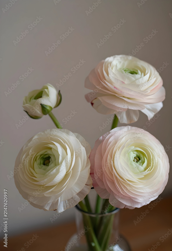 Fototapeta premium Delicate ranunculus flowers in a glass vase, soft pastel petals, elegant floral arrangement, Natural light, home decor
