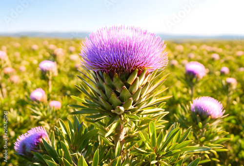 Purple protea flower in a f...