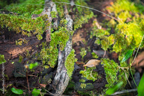 Close-Up of Moss and Bark on a Log in a Natural Forest Setting