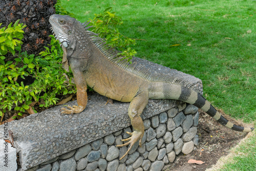 Guayaquil, Ecuador - June 4, 2026: Iguana in Seminario Park next to the Metropolitan Cathedral of Guayaquil, Ecuador.