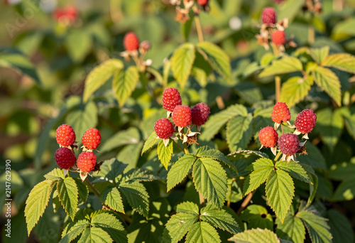Unripe red raspberries grow...